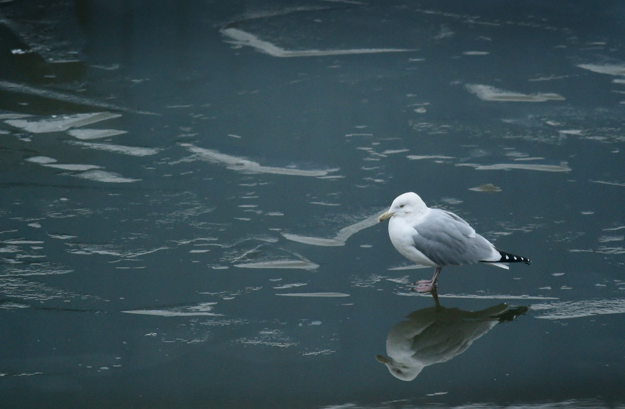 Just My Reflection and Me
